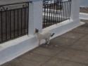 Cat by fence